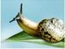 Super Aqua Cell Renew Snail B.B Cream